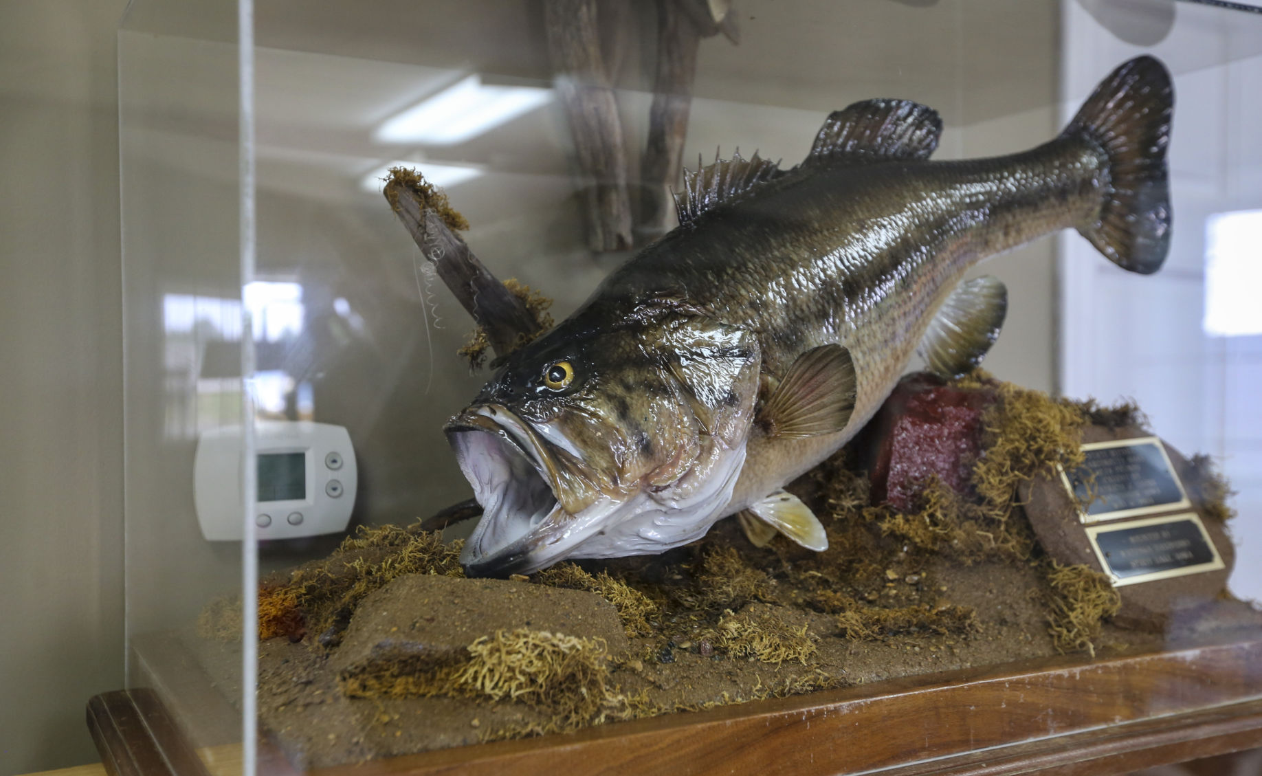 Largemouth bass